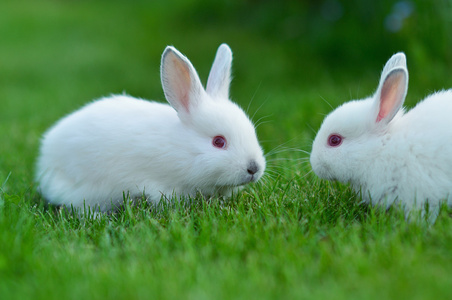 2023年天干地支是什么 2023年出生的属兔人命运如何