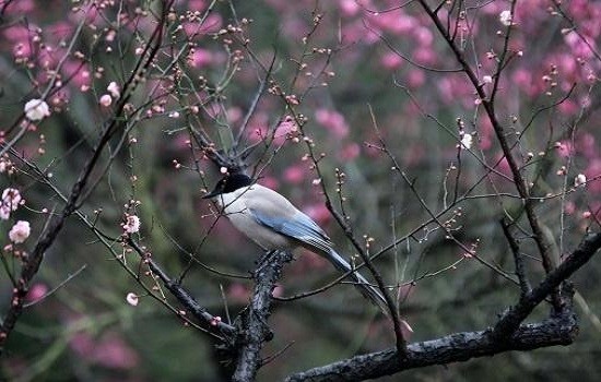 正缘桃花的意思 男女命正缘桃花查询